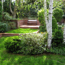 Birch tree landscaping
