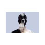 Richard Machlin's photo