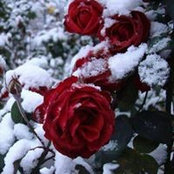 Linda Fox's photo