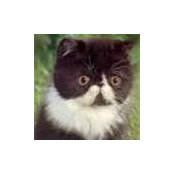 Mlch Dunc IC's photo