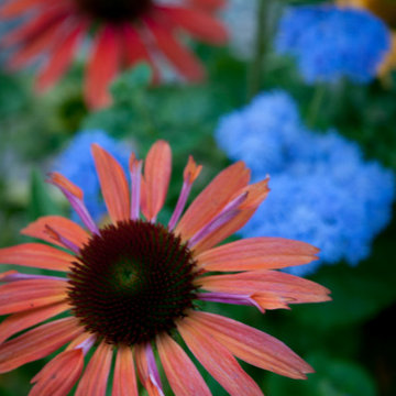 Plant a Native plant garden