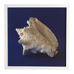 SEA CURIOSITIES WALL ART - Artwork