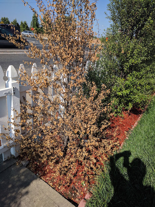 Pittosporum Plants Dying