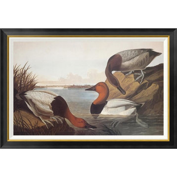 "Canvas-Backed Duck" Framed Canvas Giclee by John James Audubon, 42"x32"