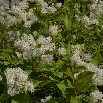 New Jersey Tea (Ceanothus americanus)