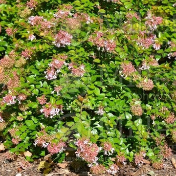 Abelia 'Rose Creek'