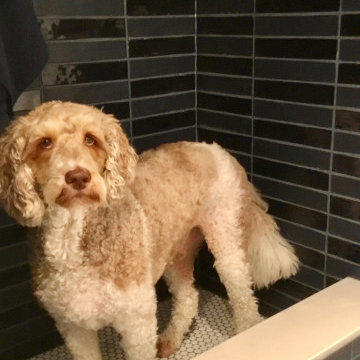 DOG BATH / LAUNDRY / POWDER ROOM