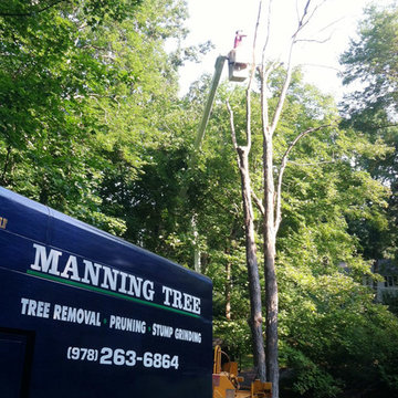Tree Removal in Lexington, MA