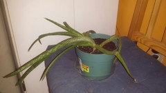 Is My Aloe Plant Dying Help,Pictures Of Blue Bedrooms