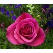Michelle Zarobinski's photo