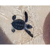 Sandy Rooney's photo