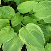 Anita Hosta's photo