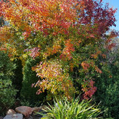 Annette Corben's photo