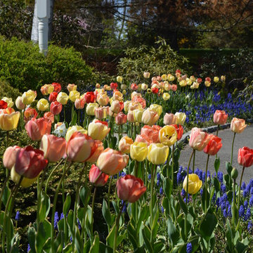 Spring Flowering Bulbs and Container Plantings