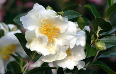 6 Flowers for Gorgeous Winter Garden Color