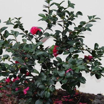 Great Design Plant: Sasanqua Camellia