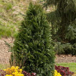 Silberstar Port Orford Cedar - The Guardian&reg; Series - Area Rugs