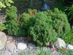 Thuja Occidentalis 'Little Teddy' | Houzz Forum