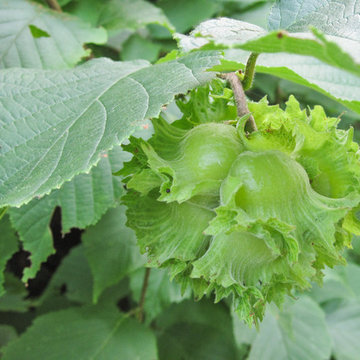 Corylus americana