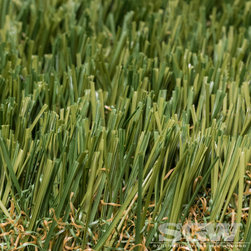 Everglade Fescue Pro - Products
