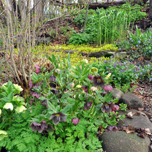Jardin l'hiver