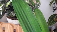 Is this Dracaena? | Houzz Forum