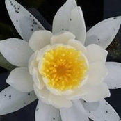 Melanie Swords's photo