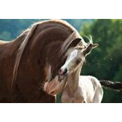 Kelly Scribner Bickford's photo