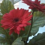 Nancy Reyntens's photo