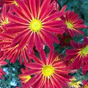 Carla Love's photo