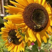 Ginny Foley's photo