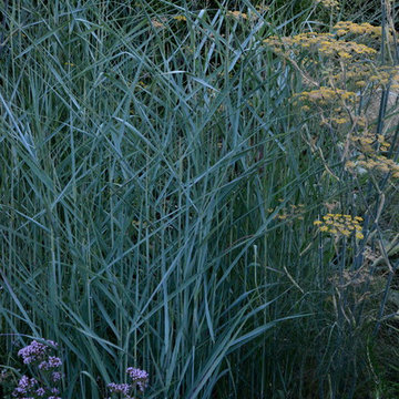 Kitsilano Front Garden