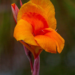 Vibrance - Fine Art Prints