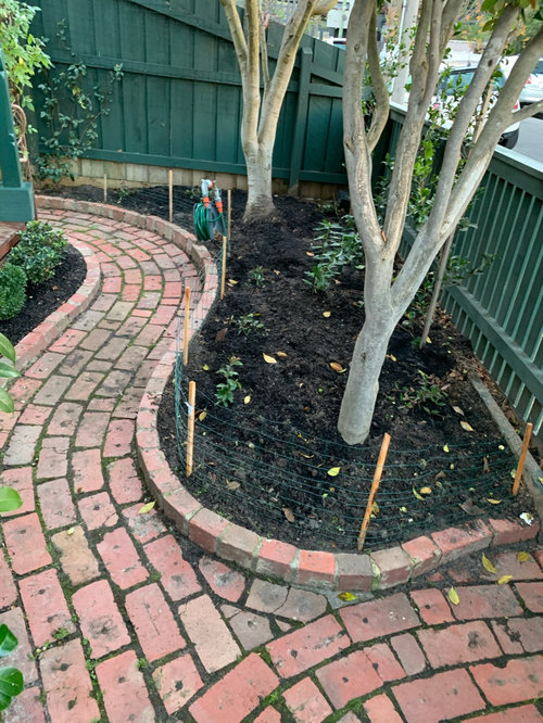 Front garden design help! | Houzz AU
