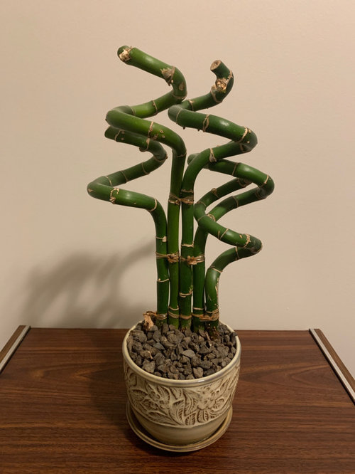 My Bamboo Plant Has No Leaves