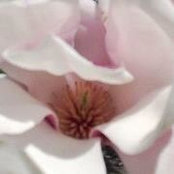 Photo de Teresa Mattucci O'Neill