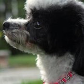 Sylvia Spackman-Toy's photo