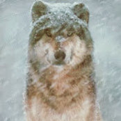 Foto von Dogman Potts