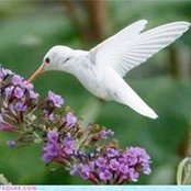Joyce Hicks's photo