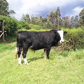 Willy Kwambai's photo