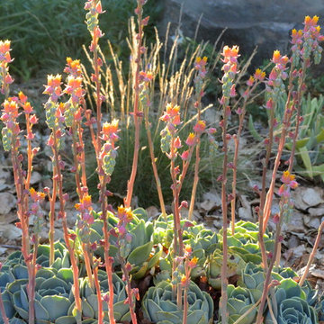 Favorite Plants and Plant Combinations