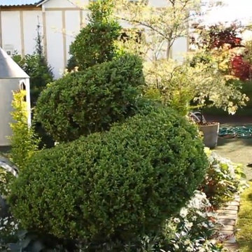 Shapes, Topiaries, clipped back & sides that make a difference in your Garden