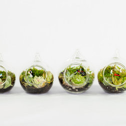 Miniature Terrariums - Terrariums