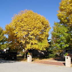 Misc. Trees - Products