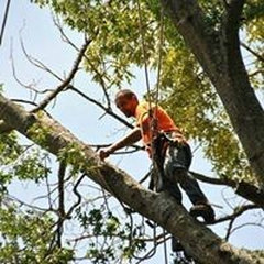Done Right Tree Co