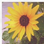 Sarah Niehoff's photo