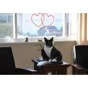 Mike Cowden's photo