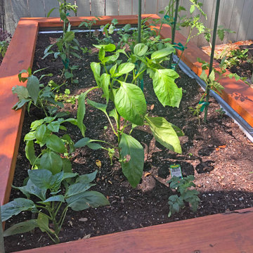 Vibrant Colorful Vegetable Beds & Mini-Food Forests