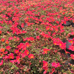 Current Featured Plants - Products