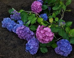 cheese grater stoned in the image of the pink hydrangea (rhodonite and  bloodstone)